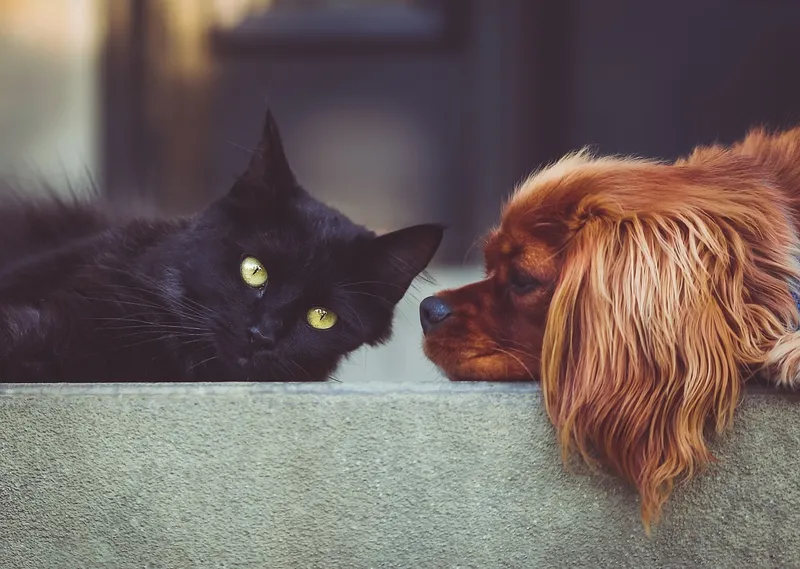 Cat and dog - VIP Pet Health Plan