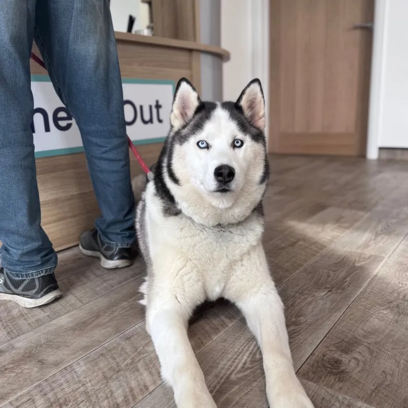 Husky with blue eyes visiting James Street Vets
