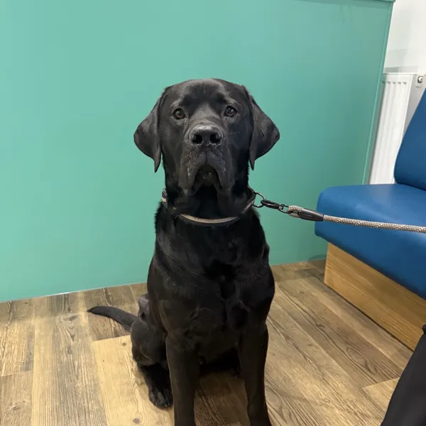 Black labrador at James Street Vets - VIP Club member