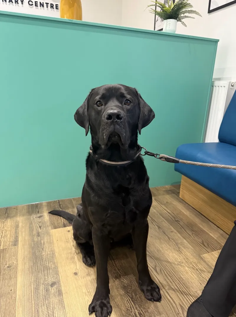 Happy labrador - James Street Vets mailing list