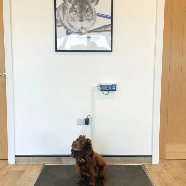 Cocker spaniel on weighing scales at James Street Vets