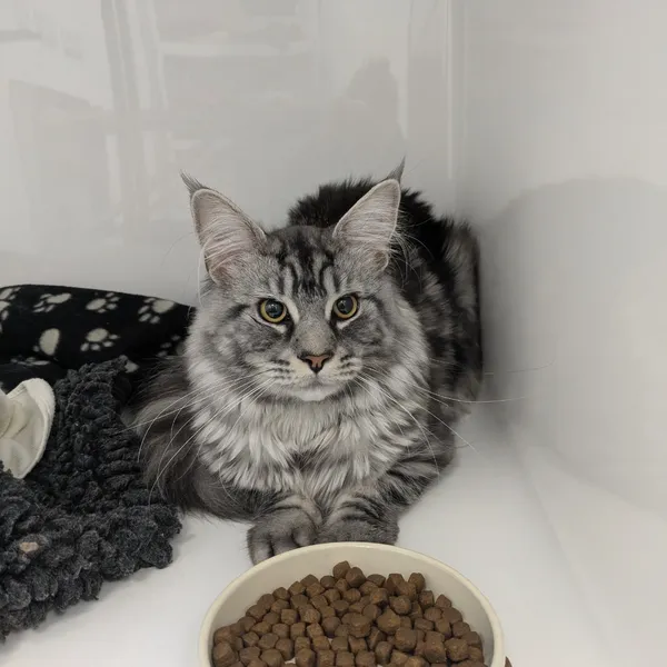 Silver tabby cat - VIP Club member