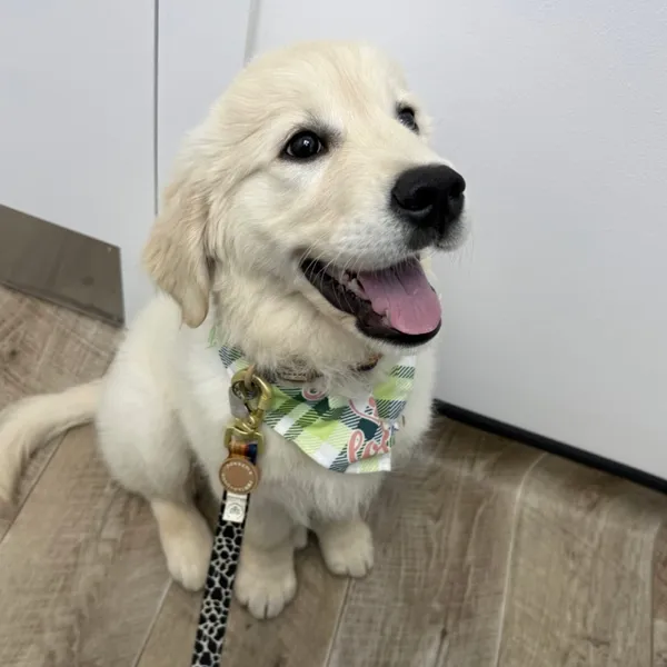 Golden retriever puppy - VIP Club member